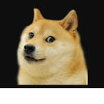 NikDoge
