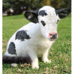 The cow group 2