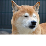 YOU VS DOGE