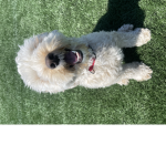 Puppy’s 4 life