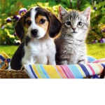 Cat lovers and dog loverz