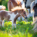 The Lucky Horses