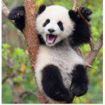 Panda club/army