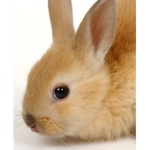 RabbidRoom