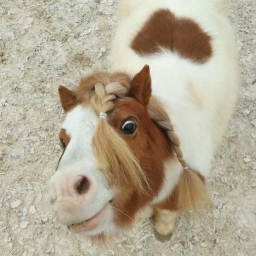ʚ🐎ɞ