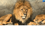 Animal group #2