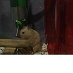 Official Vanilla Ham Ham Group