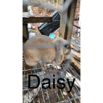 This is the best bunny EVER DAISY