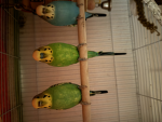 Budgie t-shirts