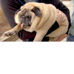 Pudgy ʕ•ᴥ•ʔ