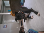 Monke dog1243