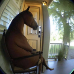 Horse Waiting At Your Door