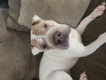 My dog Heyla