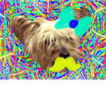 Toby Dog