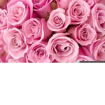Miss.FAN.I LOVE MISS
