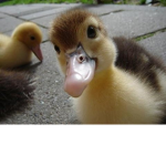 mery's children <3