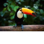 Help Toucans