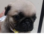 Pug group Pad