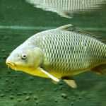 Carp Development