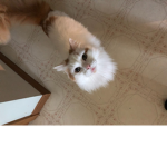 Cactus army cat