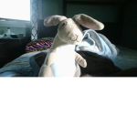 bunny gruop