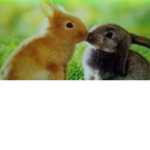 Ellie's bunnys