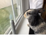 ~ The Bunnies ~