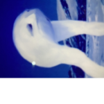 SURVIVE SIREN HEAD