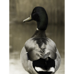 *~Duckys~*
