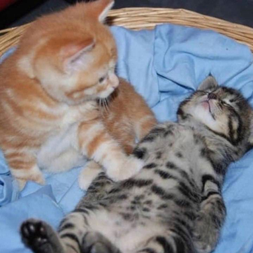 The mimic daku and keiko TEST