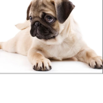 puppyz_only!!