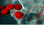 Creative roses =)