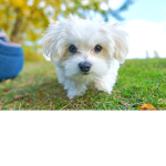 _-Puppy's Pups-_