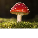 mushroom soups