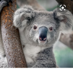 Koala bears<3