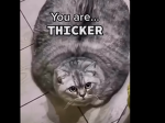 Swigma