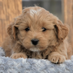 I Rule Doggos