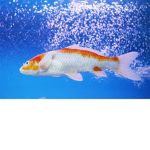 Fische Fans
