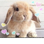 Bunny Squad!!!!