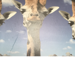 Giraffe studioz
