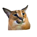 Taggen