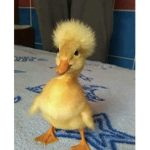 The Awesome Duckie Squad
