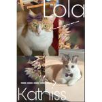 Katniss and Lola ARMY