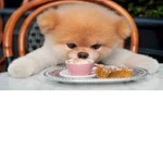 Party Puppys