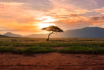 The savanna