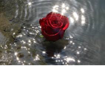 Rainyxroses
