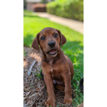 Puppy club we help dog