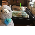 Llama group and rabbit group