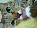 고양이좋아하는사람들모임
