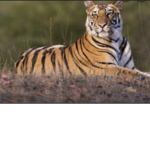 TIGER BOIS